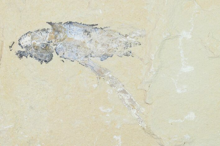 Bargain, Cretaceous Lobster (Pseudostacus) Fossil - Lebanon #162840